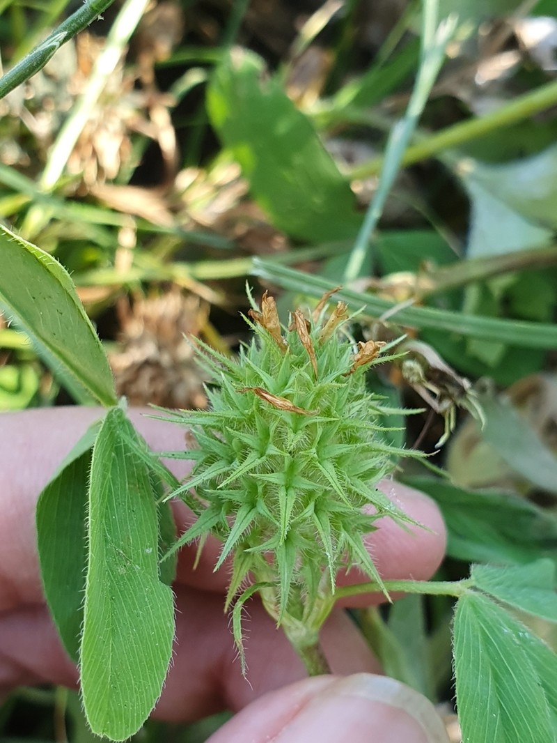 Trifolium squarrosum photo 4