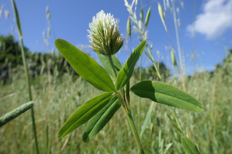 Trifolium squarrosum photo 5