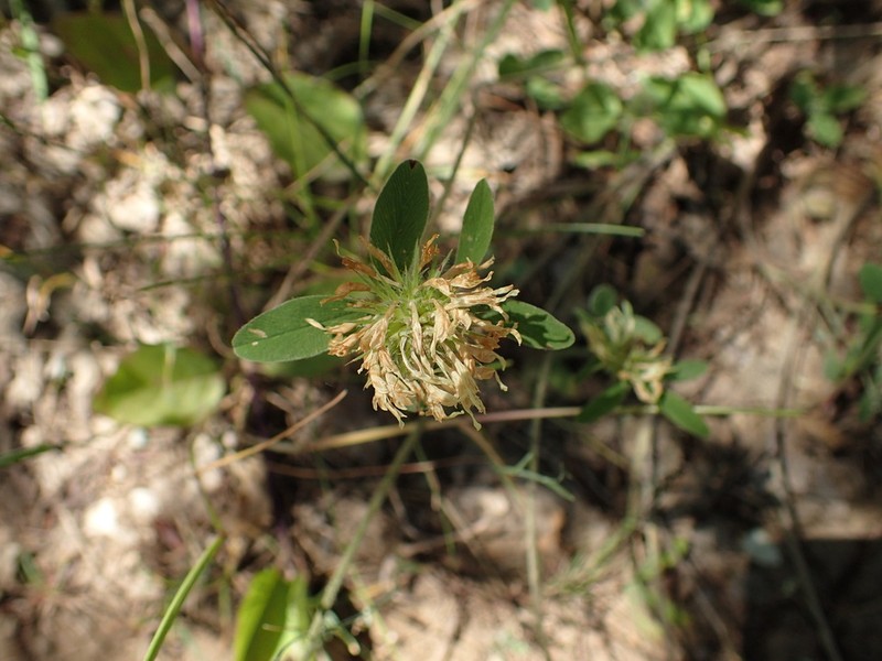 Trifolium squarrosum photo 6