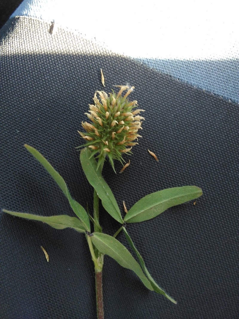 Trifolium squarrosum photo 7