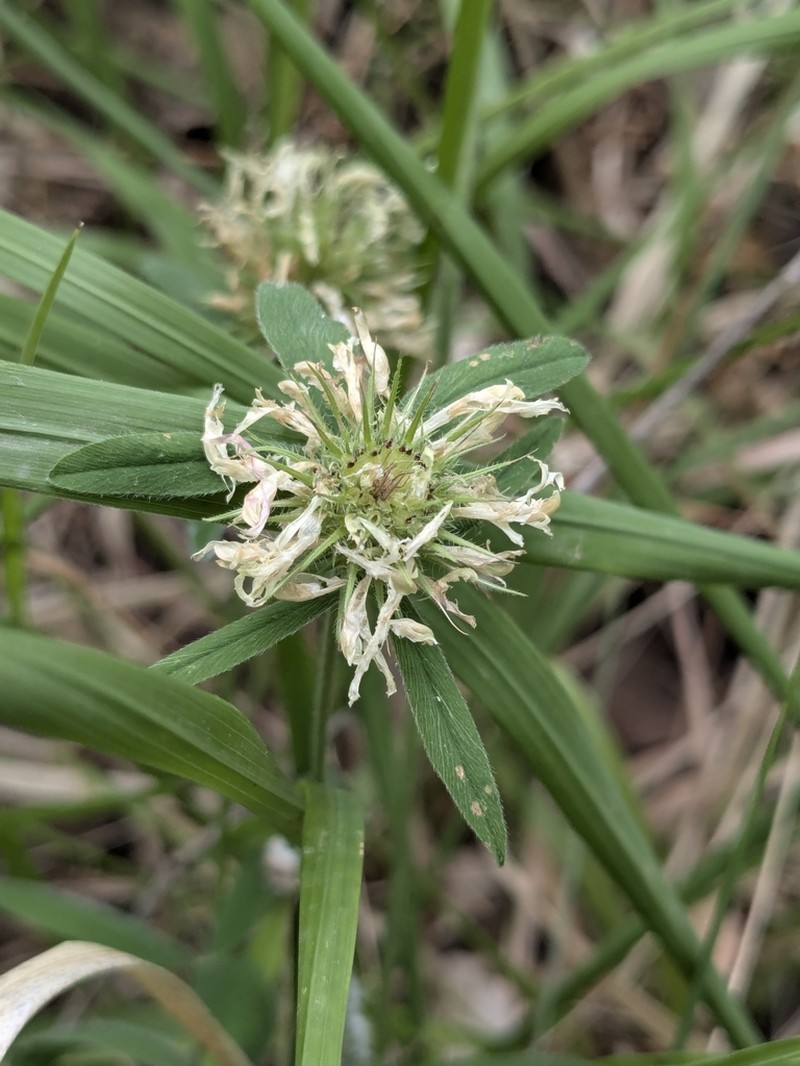 Trifolium squarrosum photo 8
