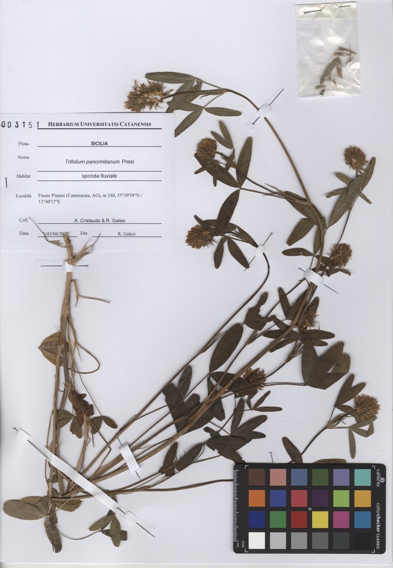 Trifolium squarrosum subsp. squarrosum photo 2