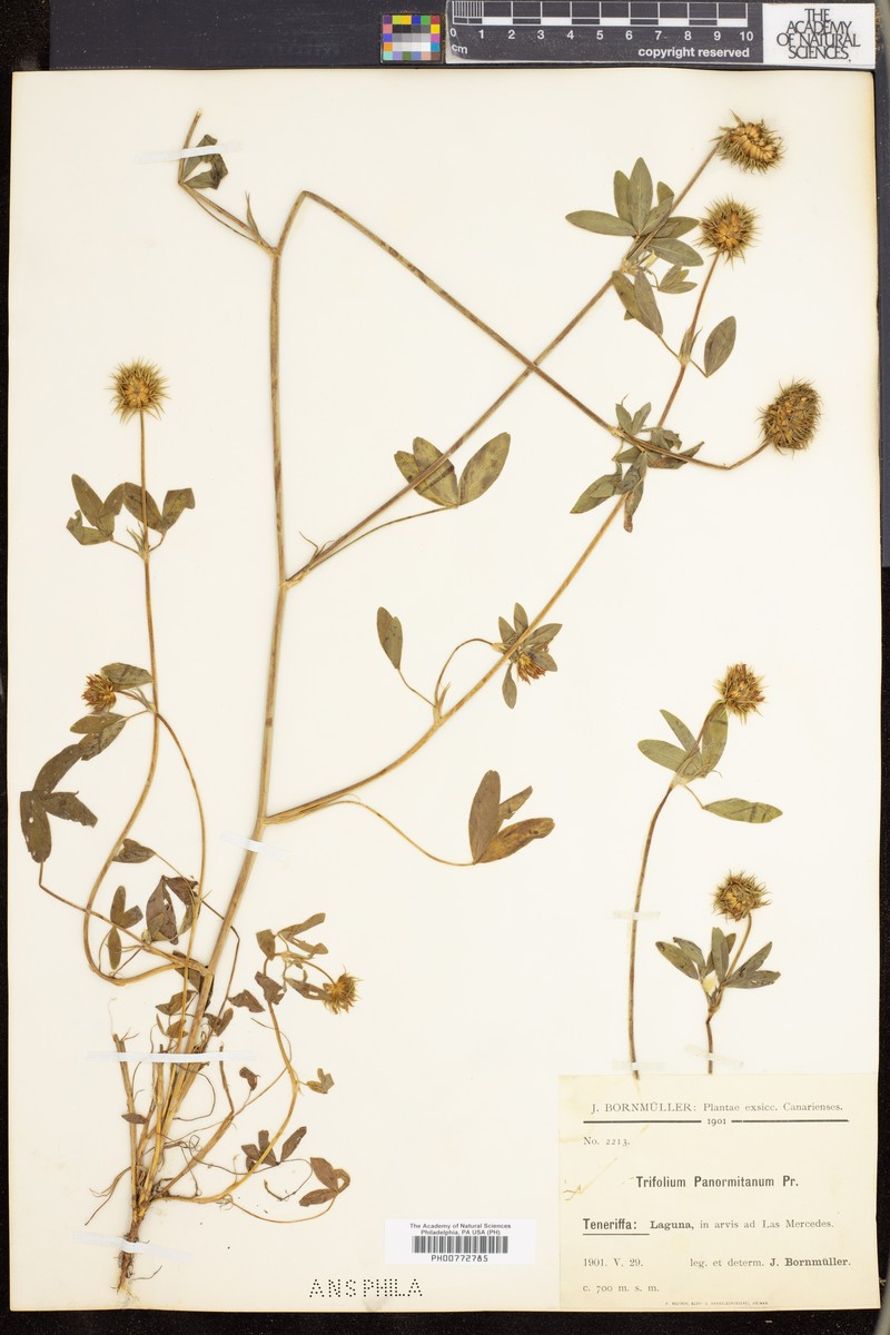 Trifolium squarrosum subsp. squarrosum photo 3