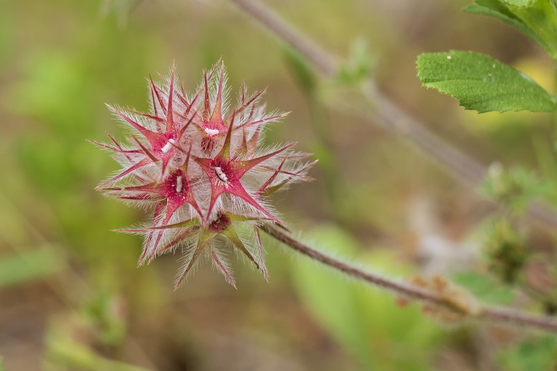 Star Clover