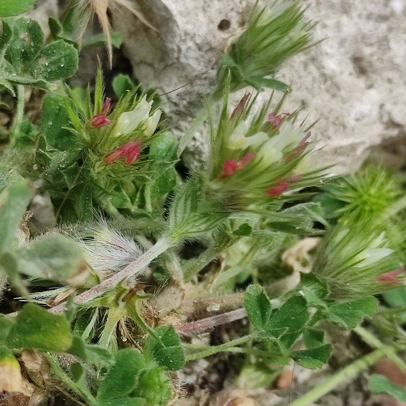 Star Clover photo 2