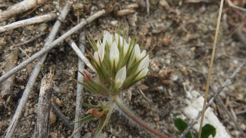 Star Clover photo 3