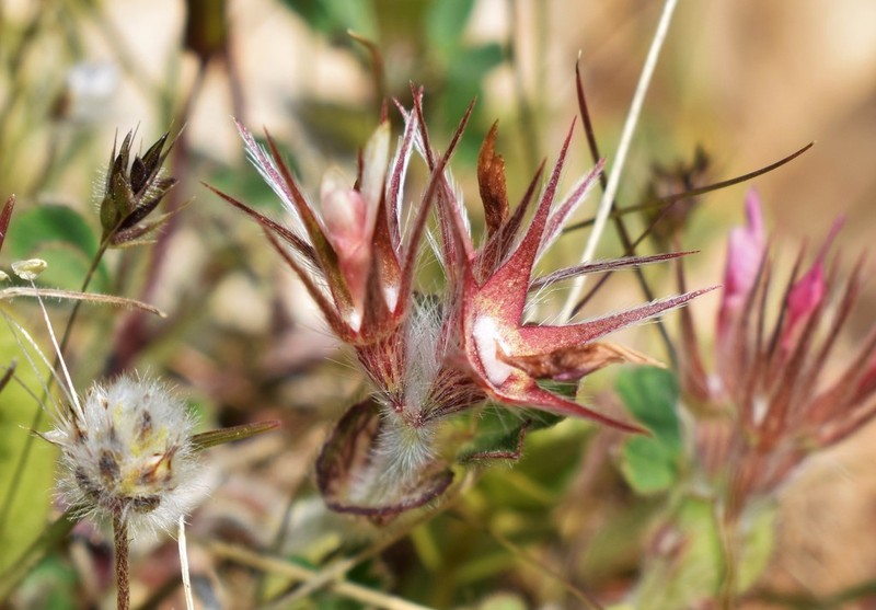Star Clover photo 4