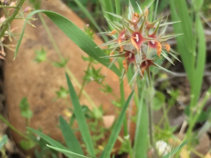 Star Clover photo 5