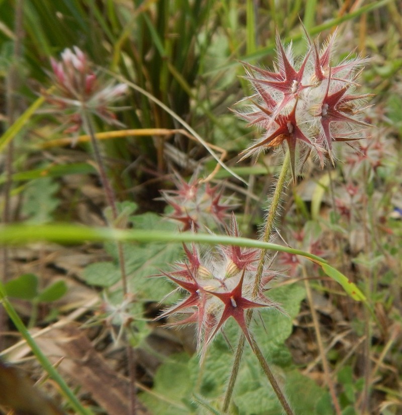Star Clover photo 6