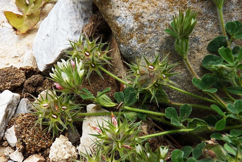 Star Clover photo 7