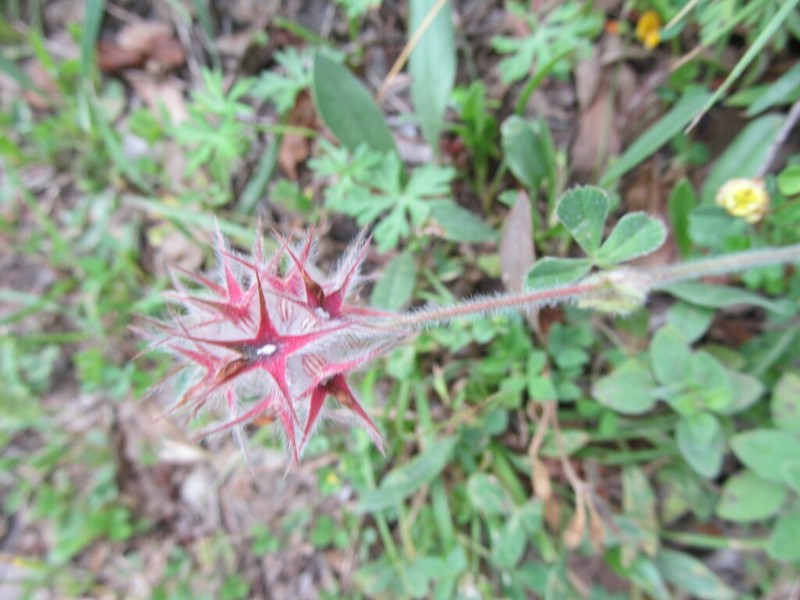 Star Clover photo 8