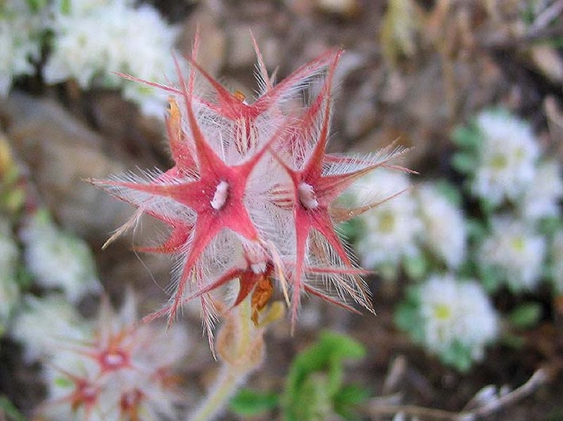 Star Clover