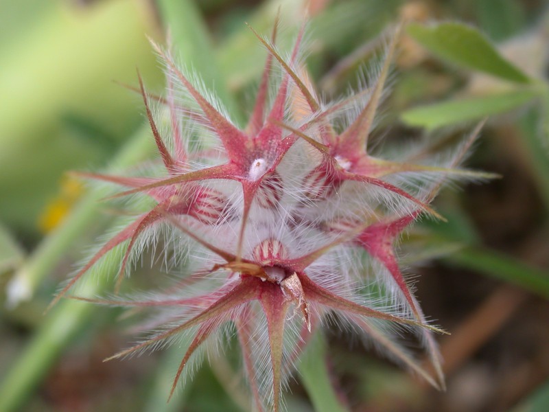 Star Clover photo 5