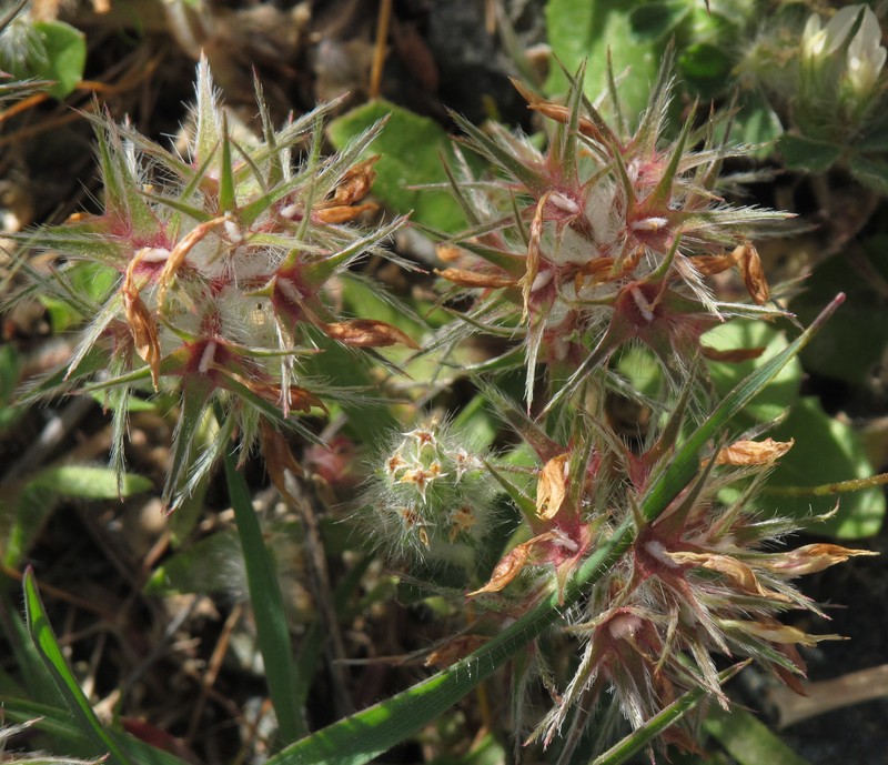 Star Clover photo 6