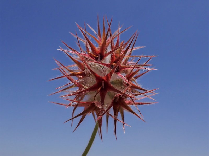 Star Clover photo 7