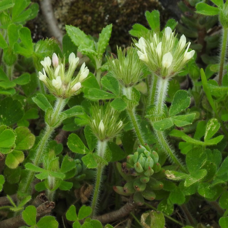 Star Clover photo 8