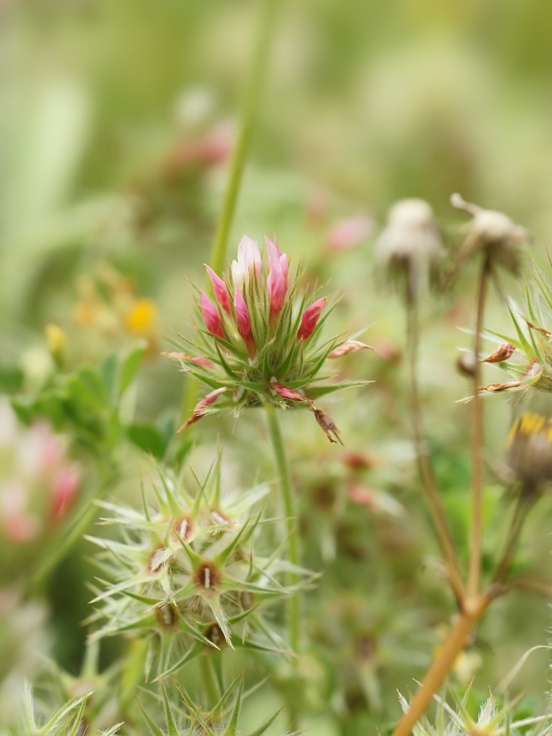 Star Clover photo 2
