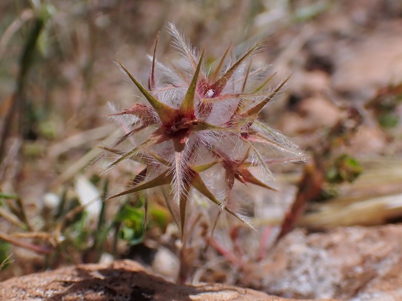Star Clover photo 3