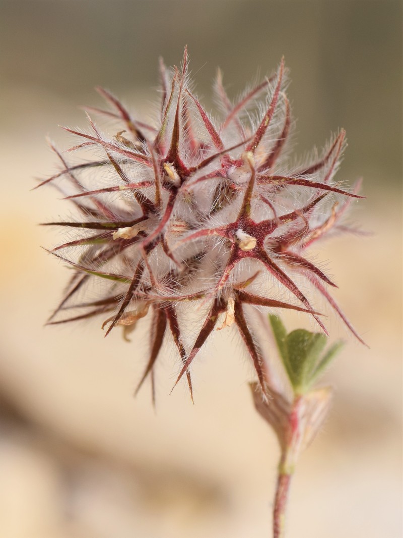 Star Clover photo 4