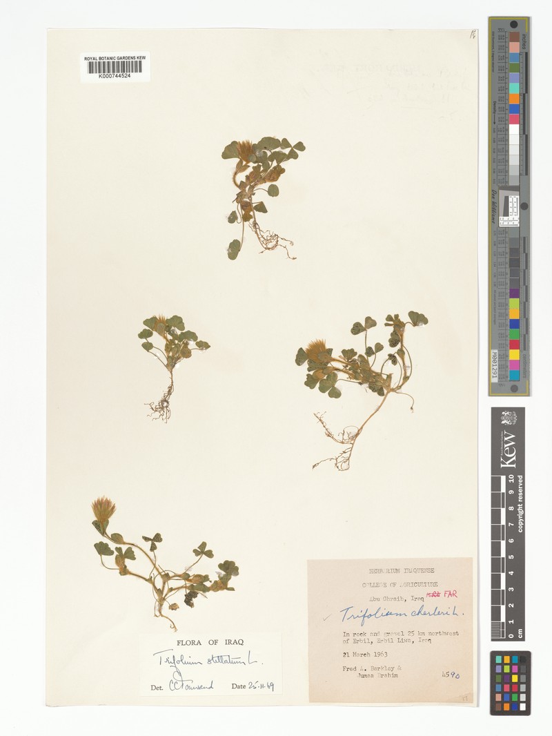 Trifolium stellatum var. adpressum