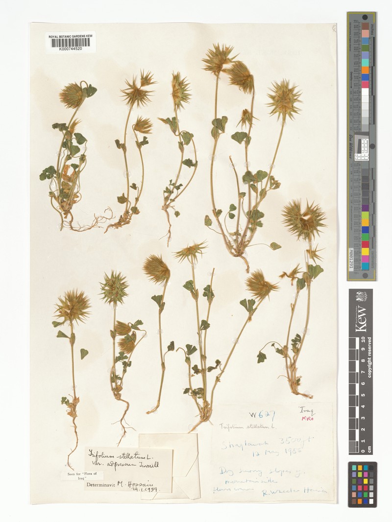 Trifolium stellatum var. adpressum photo 2