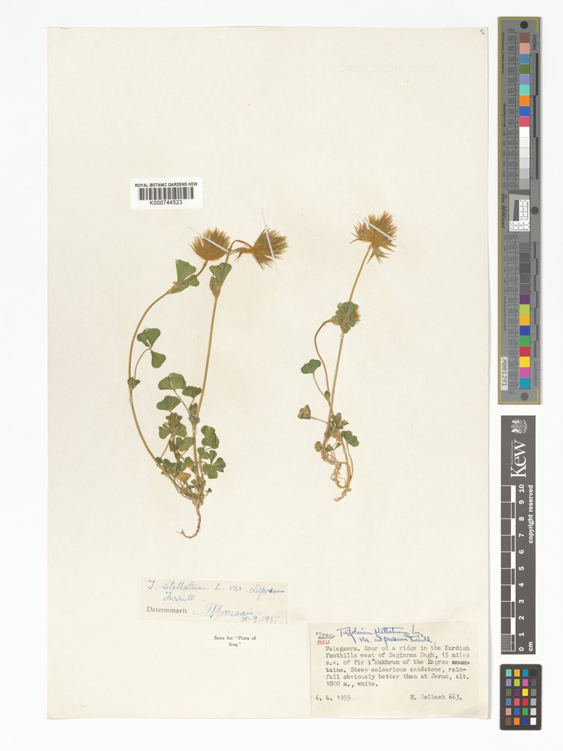 Trifolium stellatum var. adpressum photo 3