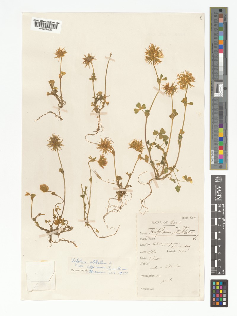 Trifolium stellatum var. adpressum photo 4
