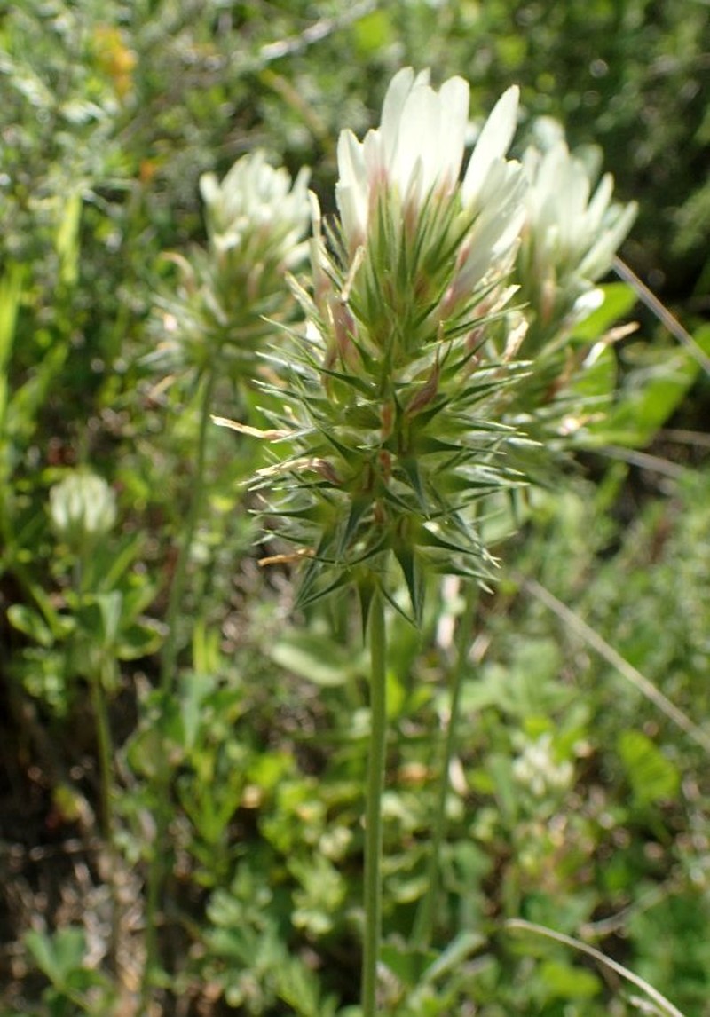 Trifolium stellatum var. stellatum
