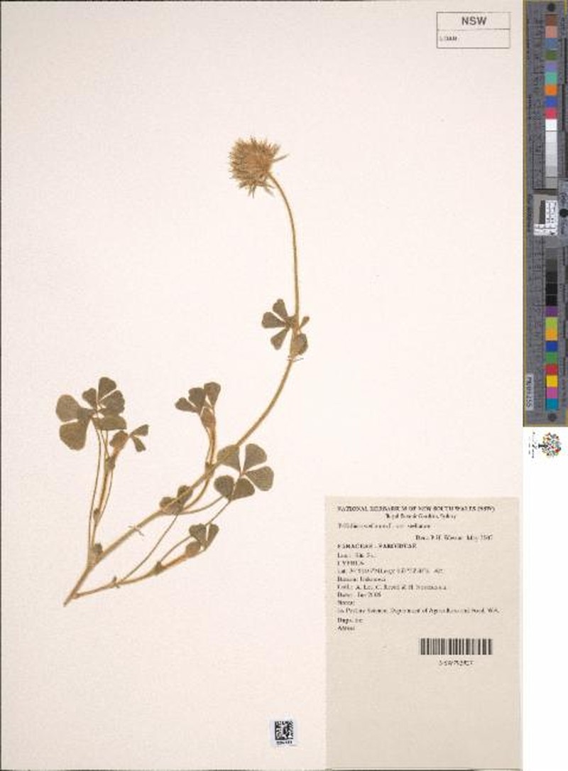 Trifolium stellatum var. stellatum photo 2