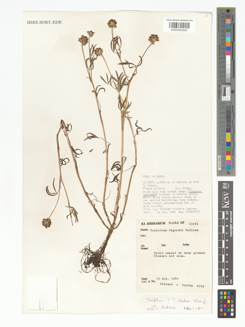 Steudner's Clover