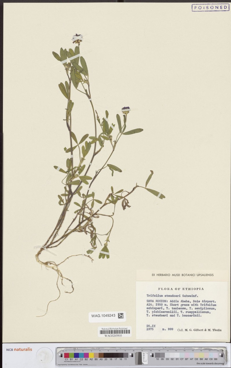 Steudner's Clover photo 2