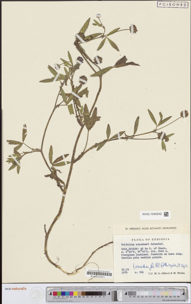 Steudner's Clover photo 3