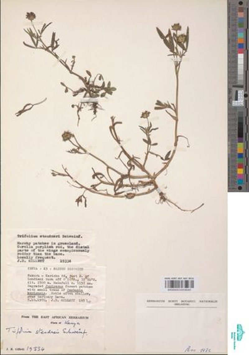 Steudner's Clover photo 4