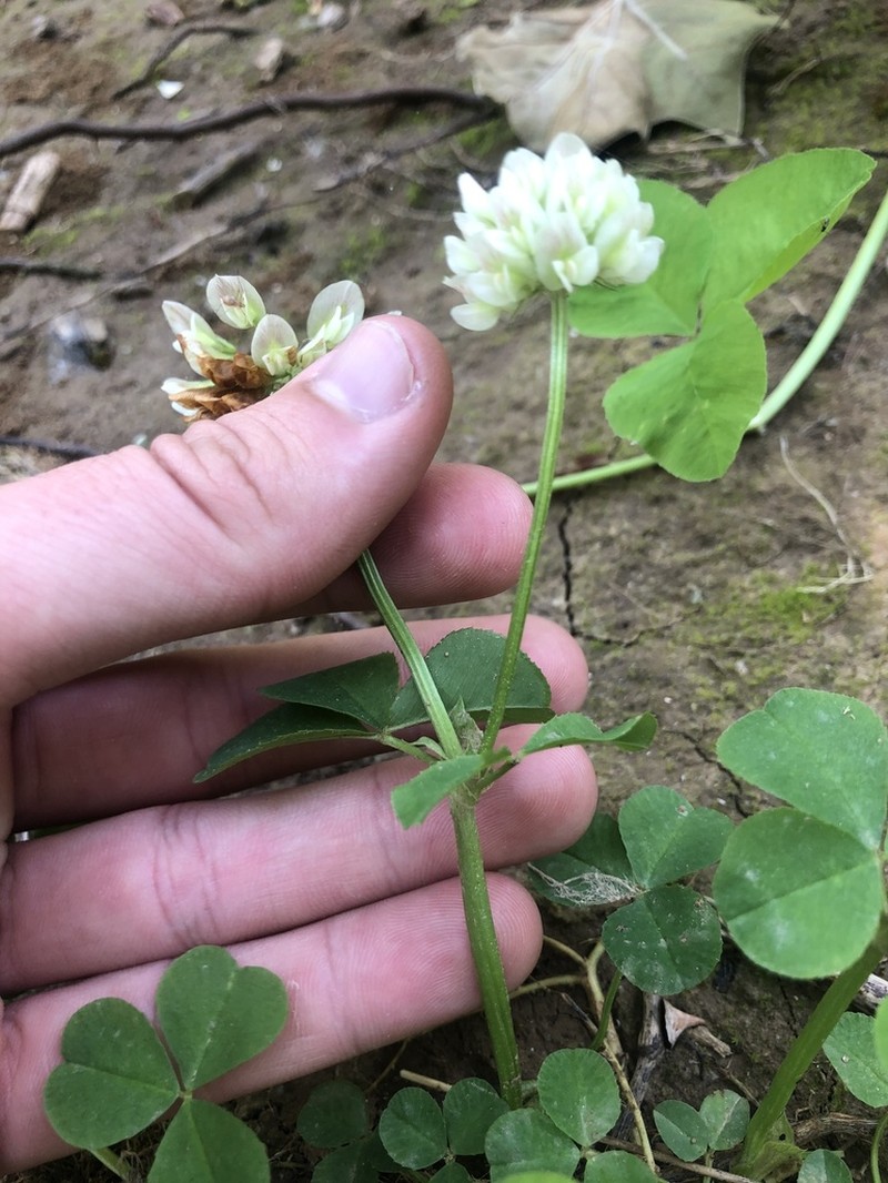 Running Buffalo Clover photo 2