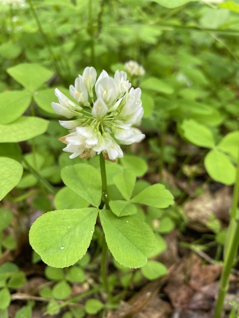Running Buffalo Clover photo 3