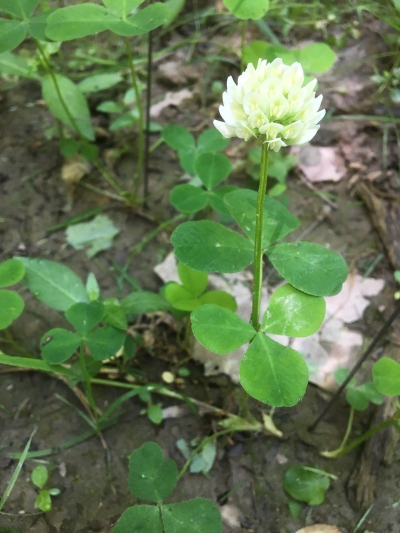 Running Buffalo Clover photo 4