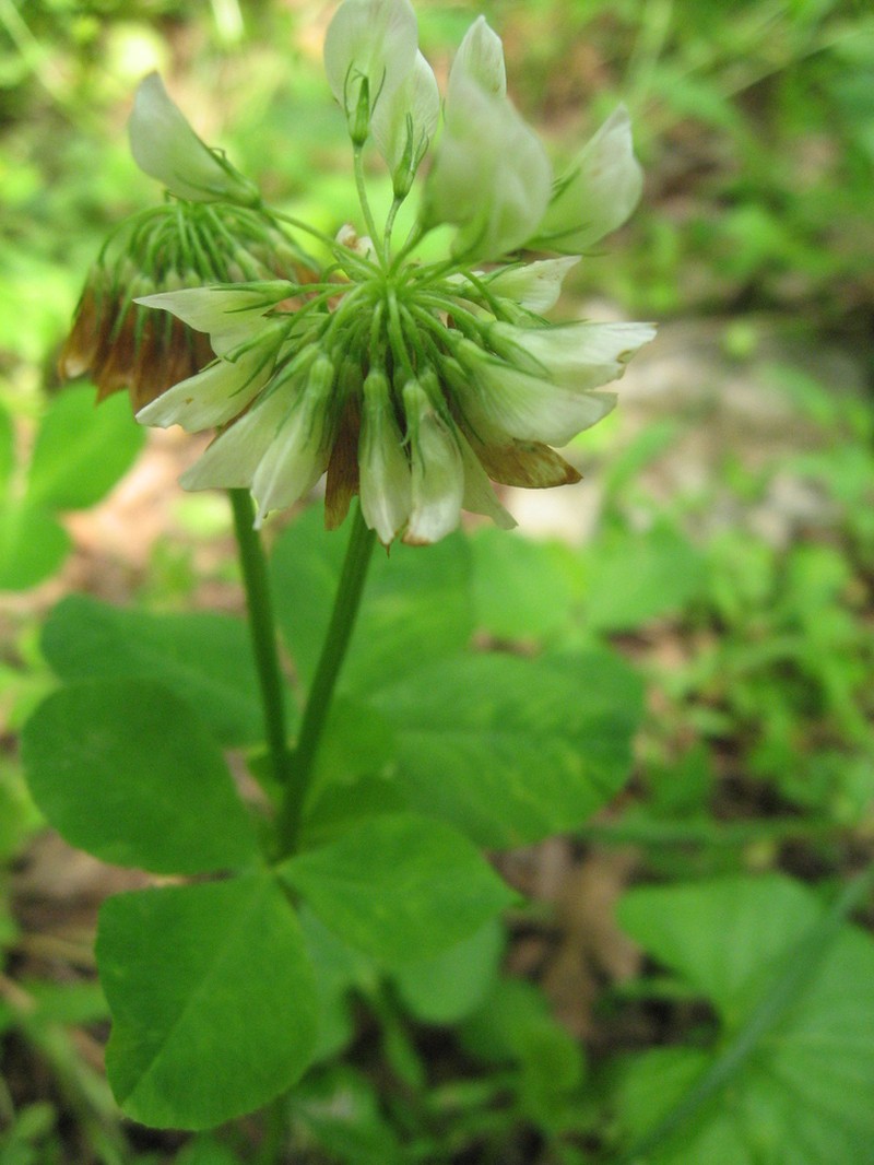 Running Buffalo Clover photo 5