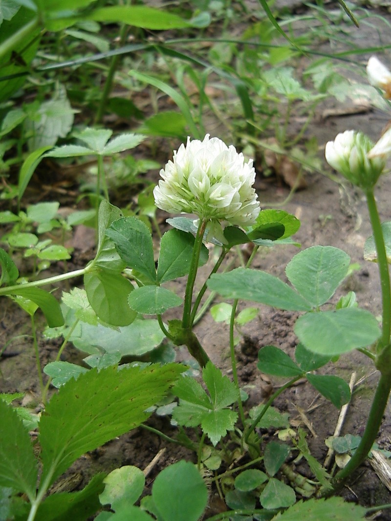 Running Buffalo Clover photo 6