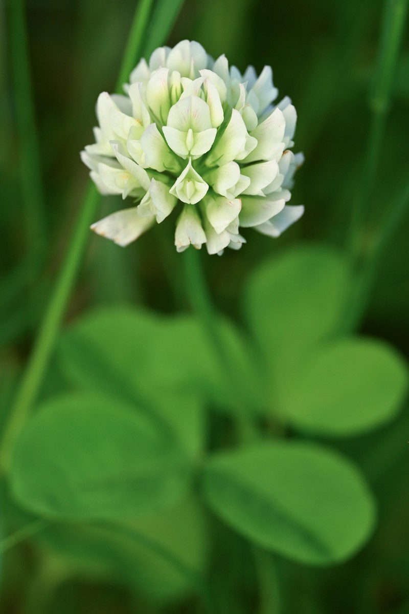 Running Buffalo Clover photo 7