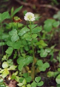 Running Buffalo Clover