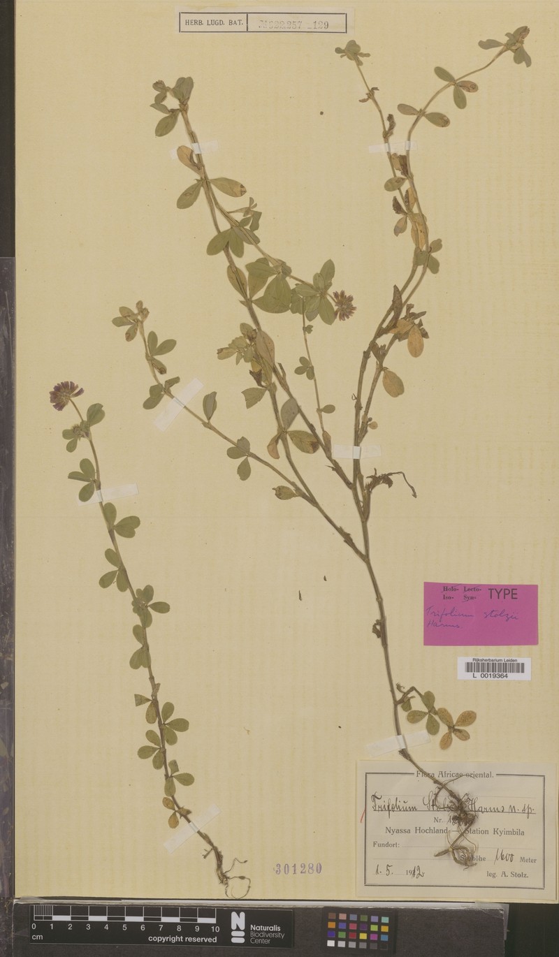 Trifolium stolzii