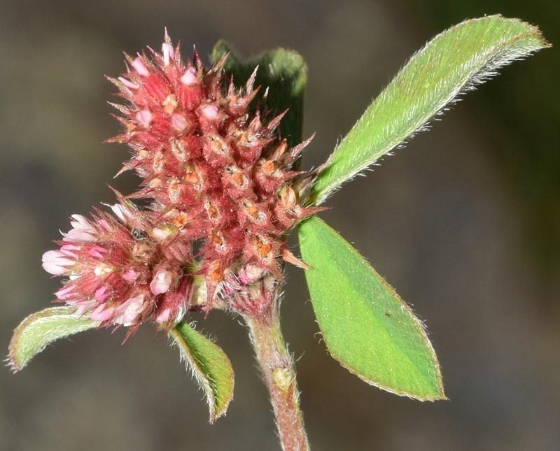 Knotted Clover photo 2
