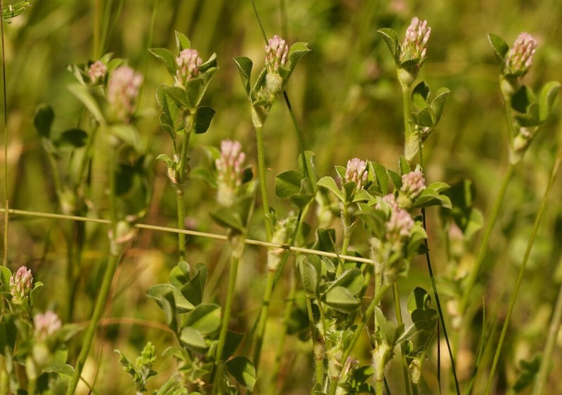 Knotted Clover photo 3