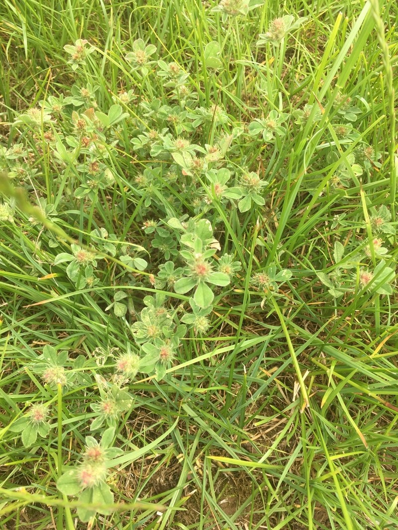 Knotted Clover photo 4