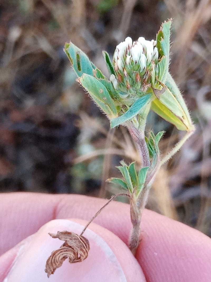 Knotted Clover photo 5