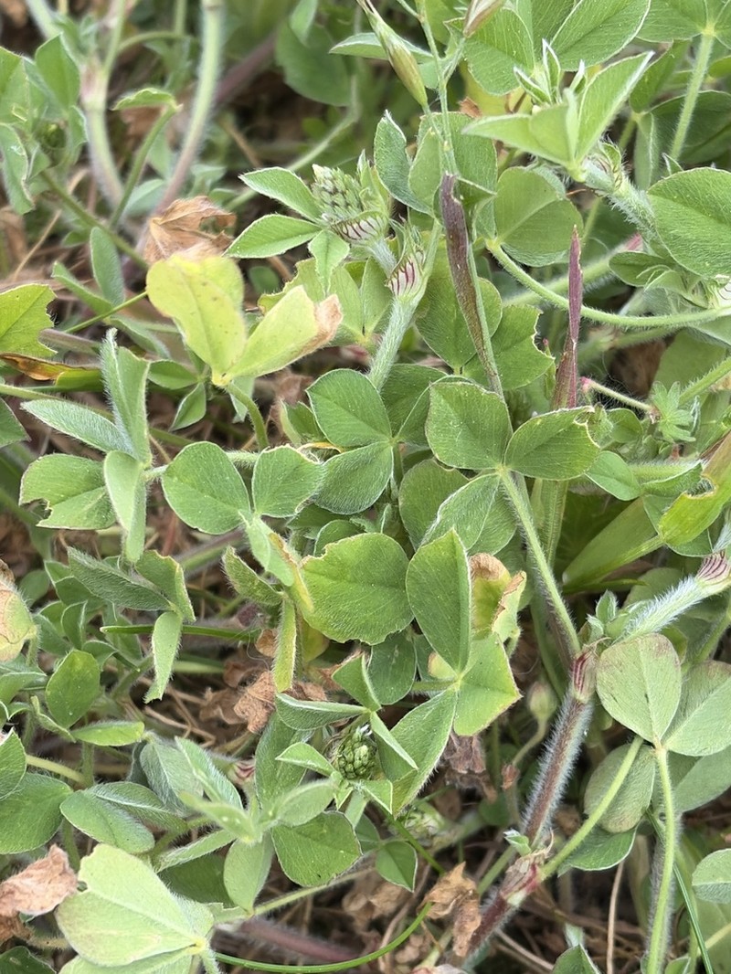 Knotted Clover photo 6