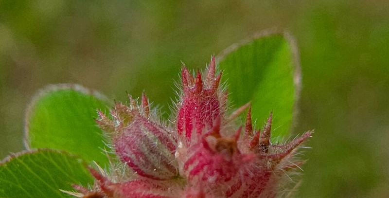 Knotted Clover photo 7
