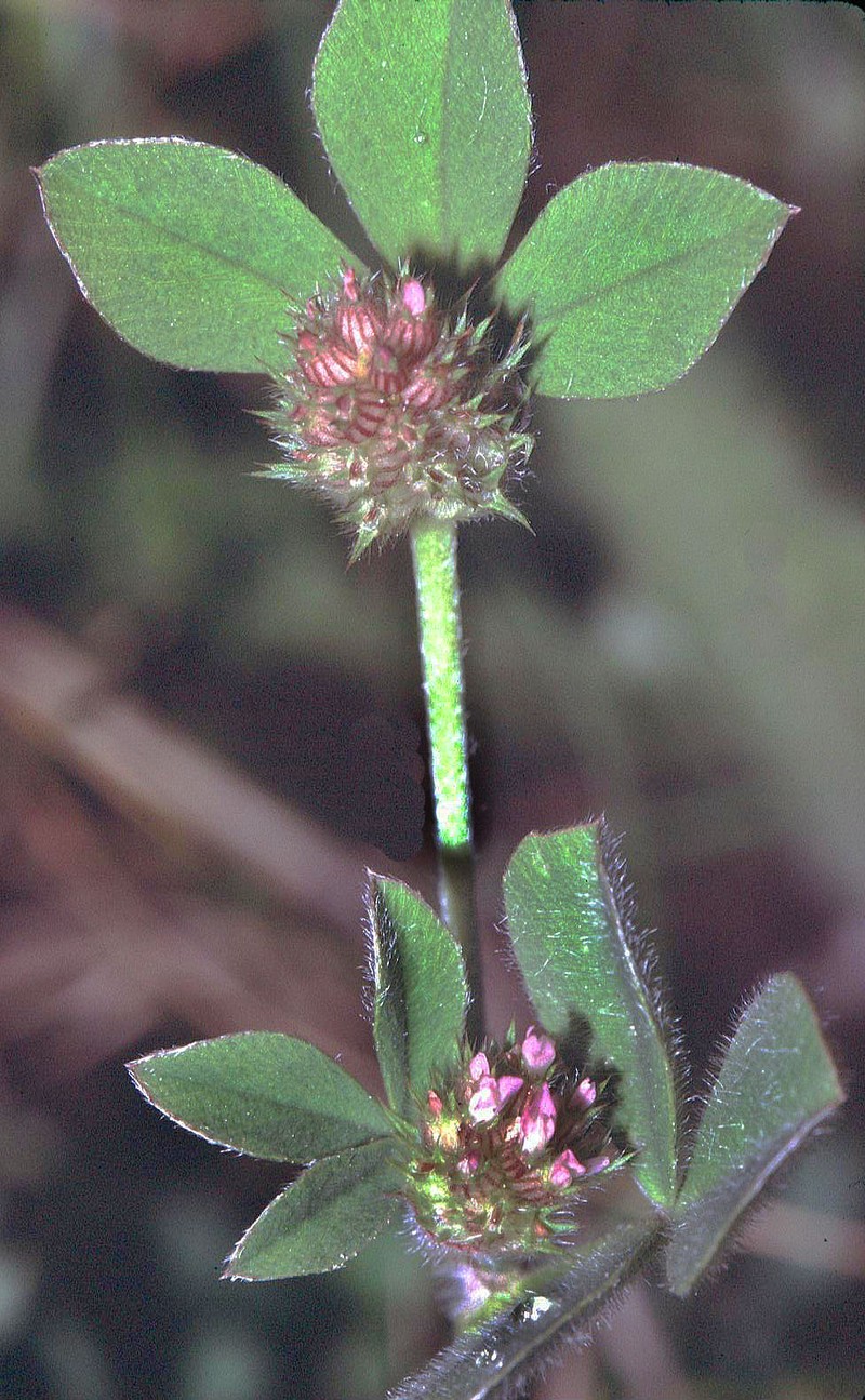 Knotted Clover photo 4