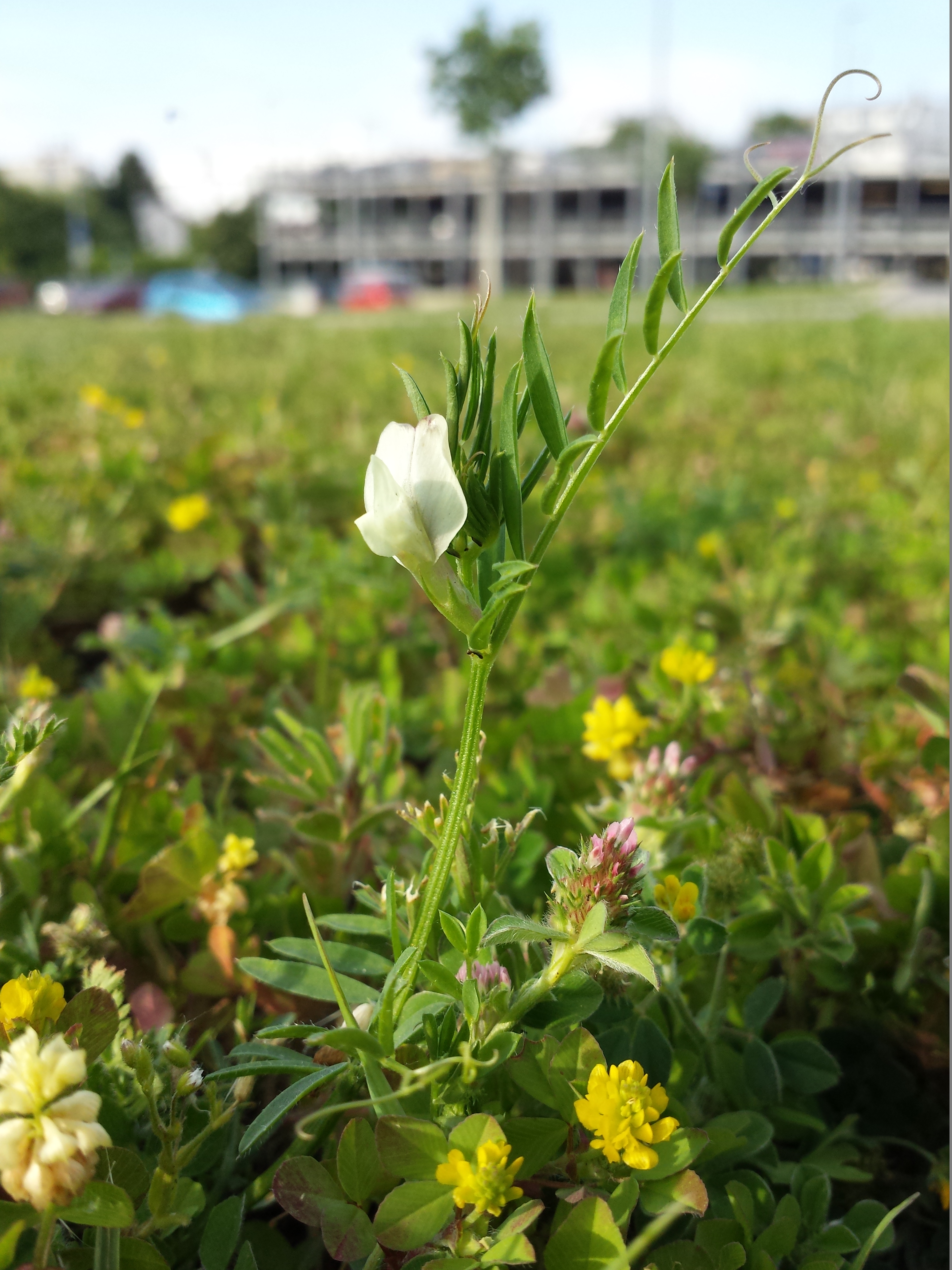 Knotted Clover photo 6