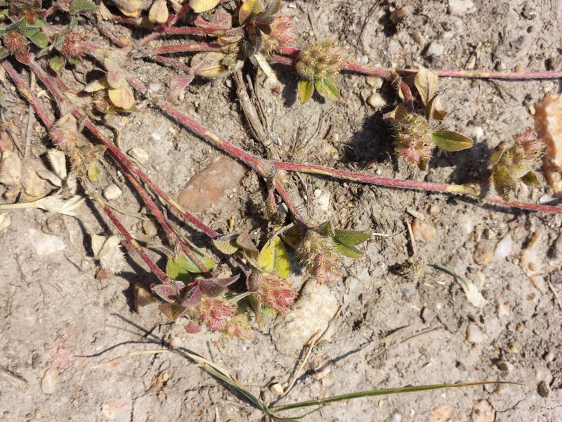 Knotted Clover photo 7